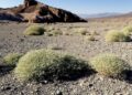 Death Valley-fabriek redt wereld van hongersnood door klimaatverandering