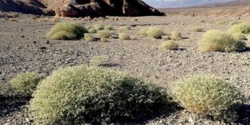Death Valley-fabriek redt wereld van hongersnood door klimaatverandering