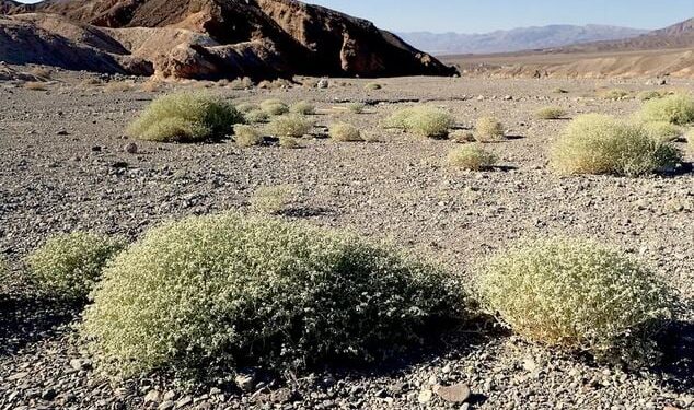 Death Valley-fabriek redt wereld van hongersnood door klimaatverandering