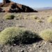 Death Valley-fabriek redt wereld van hongersnood door klimaatverandering