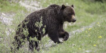 Studenten aangevallen door beer in westelijk Canada: elf gewonden, twee kritiek