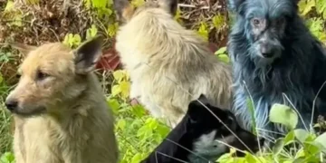 Hondenrassen ontstaan veel vroeger dan gedacht