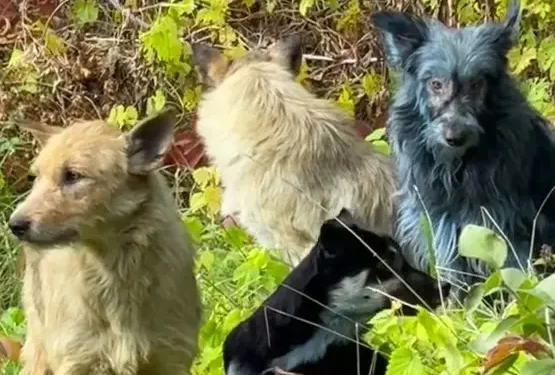 Hondenrassen ontstaan veel vroeger dan gedacht