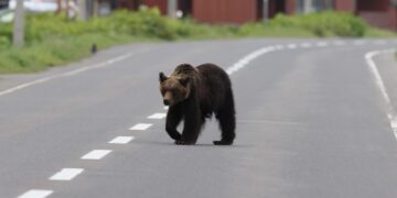 Man aangevallen door beer in Japans openbaar toilet