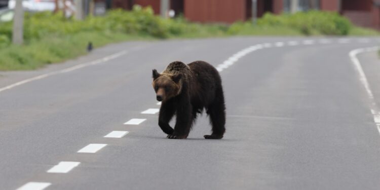 Man aangevallen door beer in Japans openbaar toilet
