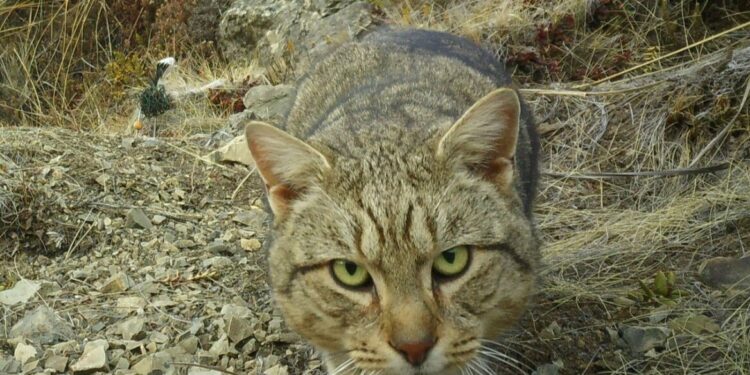 Nieuw-Zeeland wil zwerfkatten uitroeien: koelbloedige moordenaars.