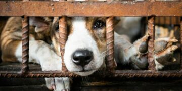 Jakarta verbiedt consumptie van honden- en kattenvlees