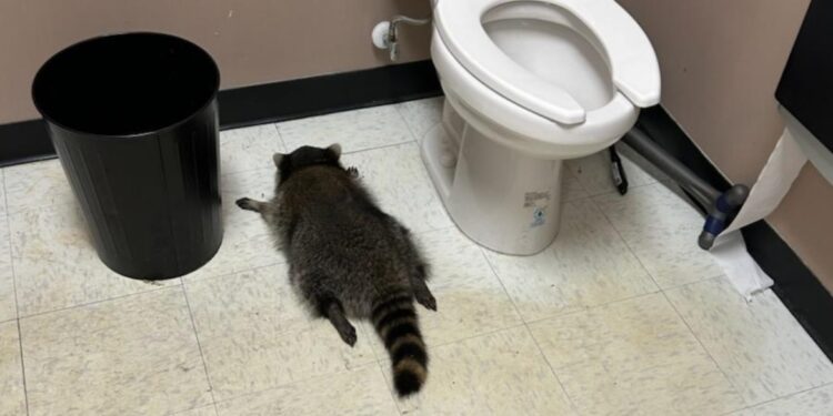 Dronken wasbeer verdacht van inbraak in Virginiaanse wijnkelder