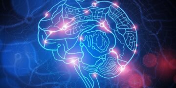 De werking van het menselijk brein ontrafeld