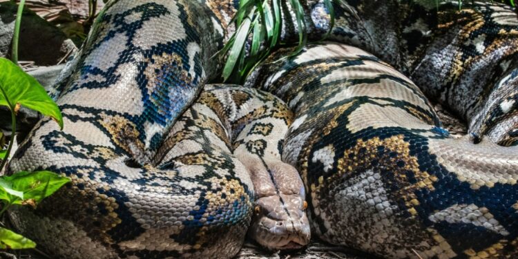 Anaconda’s: reuzen van 12 miljoen jaar geleden volgens nieuwe studie