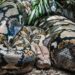 Anaconda’s: reuzen van 12 miljoen jaar geleden volgens nieuwe studie