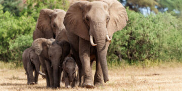 Trein botst op kudde olifanten: zeven gedood