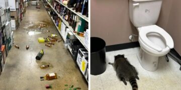 Dronken wasbeer betrapt in kelder tijdens inbraak