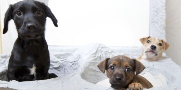 Verbod op puppyfarms en jacht, kritiek op ‘oorlog op het platteland’