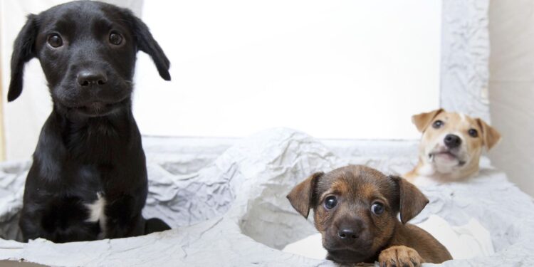 Verbod op puppyfarms en jacht, kritiek op ‘oorlog op het platteland’