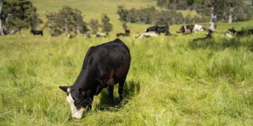 Herverdeling weilanden op Kreta: focus op landbouwsubsidies