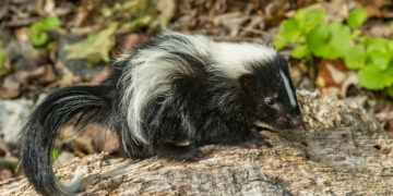 Donor met hondsdolheid redt kitten met niertransplantatie