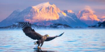 Ontdek de wilde schoonheid van Noorwegen: van zeeleven tot het Noorderlicht.