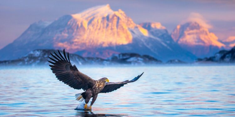 Ontdek de wilde schoonheid van Noorwegen: van zeeleven tot het Noorderlicht.