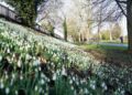 Top 12 sneeuwklokjes tuinen en openbare ruimtes in het VK deze winter.