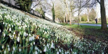 Top 12 sneeuwklokjes tuinen en openbare ruimtes in het VK deze winter.