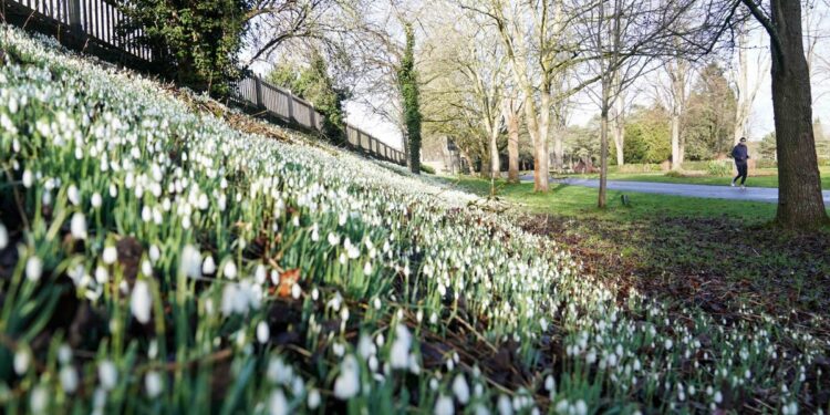 Top 12 sneeuwklokjes tuinen en openbare ruimtes in het VK deze winter.