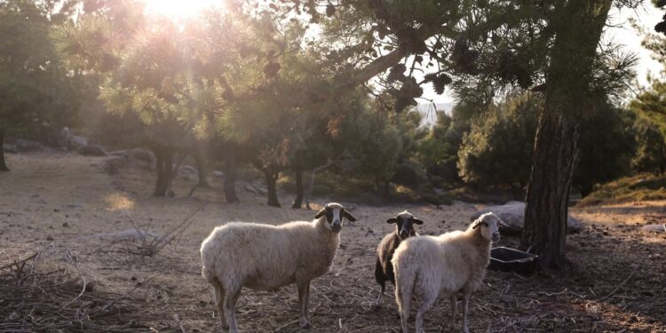 Schapen- en geitenpokken leeg Griekse plooien