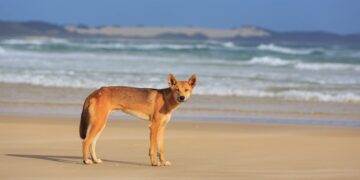 Vrouw dood aangetroffen te midden van dingos op Australisch toeristisch eiland.