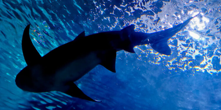 Advies: vermijd stranden in Australië na vier haaienaanvallen in 48 uur