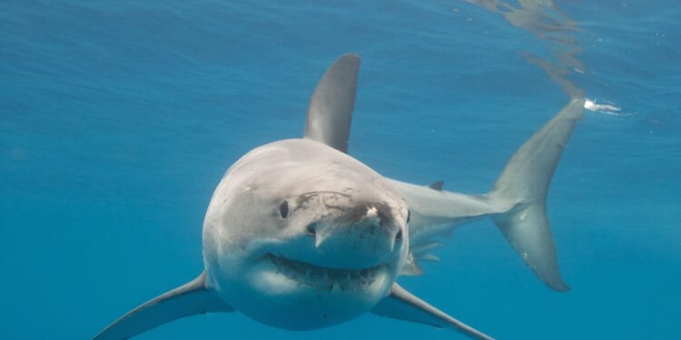 12-jarige overleden na haaienaanval in Sydney