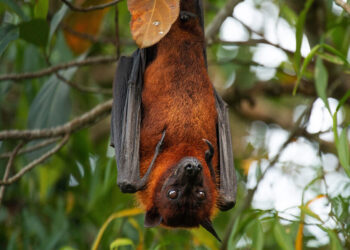 Indiase dreiging: strijd tegen dodelijk vleermuizenvirus