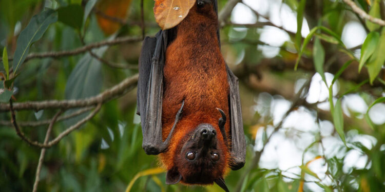 Indiase dreiging: strijd tegen dodelijk vleermuizenvirus