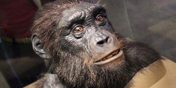 Is dit de oudste voorouder van de mens?