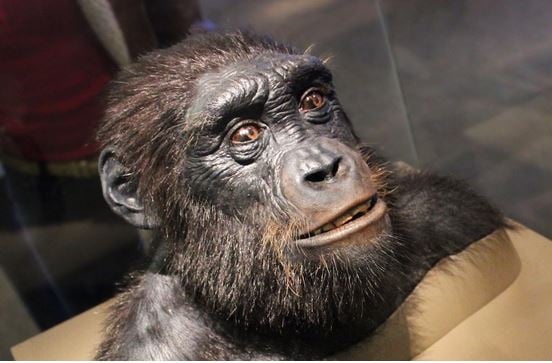 Is dit de oudste voorouder van de mens?