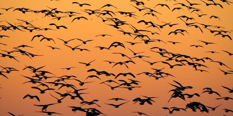 Vogels communiceren met universele alarmtaal als voorloper van menselijke spraak