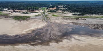 Ontbossing Amazonewoud daalt met 35,4% in Brazilië