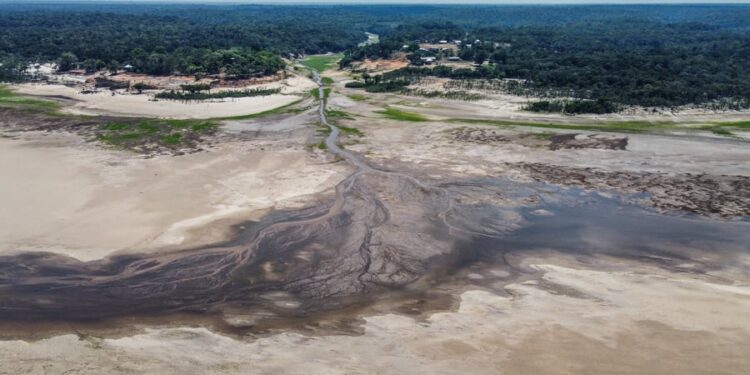 Ontbossing Amazonewoud daalt met 35,4% in Brazilië