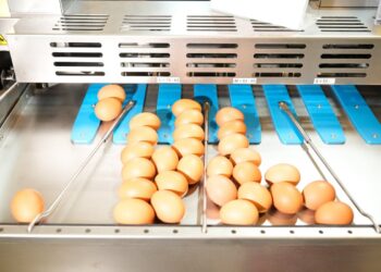 Honger naar eieren in Frankrijk 2025: producenten in ademnood