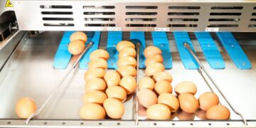 Honger naar eieren in Frankrijk 2025: producenten in ademnood