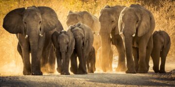 Anticonceptievaccin voor wilde olifanten tegen agressie.