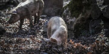 Alarm in Spanje: Mexicaanse griep besmetting van mens op mens