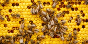 De bijen van de Amazone: wettelijke rechten voor insecten