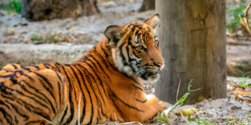 Dodelijk virus eist 72 tijgers in Thaise dierentuin