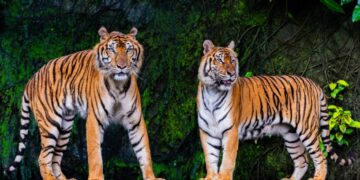 Onderzoek naar kip als oorzaak van sterfte tijgers in Thailand