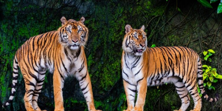 Onderzoek naar kip als oorzaak van sterfte tijgers in Thailand