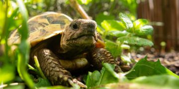Mannelijke schildpadden mishandelen en doden zichzelf op Megali Prespa.