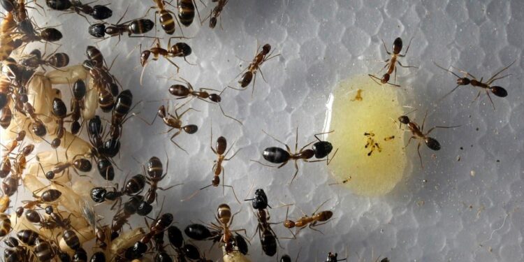 Arrestatie Keniaanse ‘export’-ring van 2.000 mieren zorgen baart