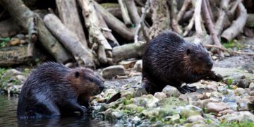 Bevers: ingenieurs van de natuur in de strijd tegen klimaatverandering
