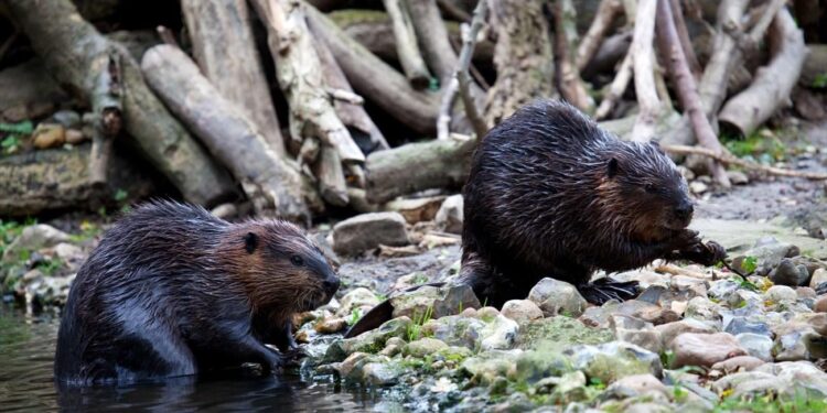 Bevers: ingenieurs van de natuur in de strijd tegen klimaatverandering