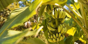 Wereldwijde bananenpandemie onthult schokkende impact van’Shield’-gen